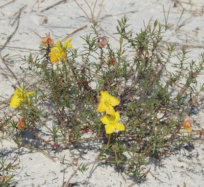 Oenothera hartwegii, photographed by Laura Gaudette