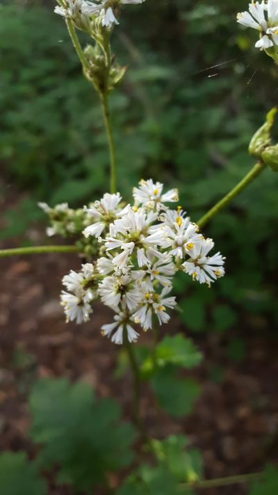Psacalium amplifolium, photographed by Eugenio Padilla