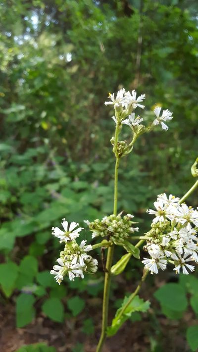 Psacalium amplifolium, photographed by Eugenio Padilla