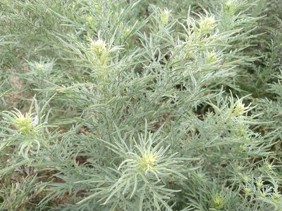 Ambrosia confertiflora, photographed by Alexis López Hernández