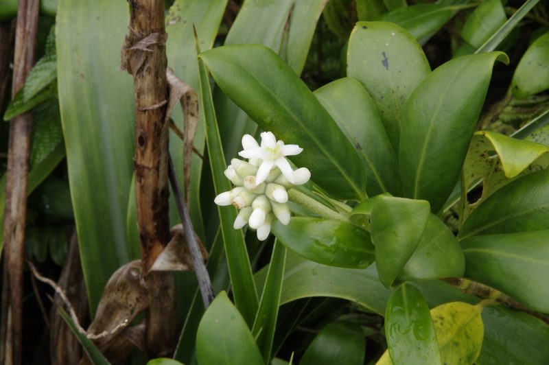 Schradera exotica, photographed by Eric Knight