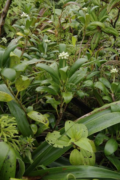 Schradera exotica, photographed by Eric Knight