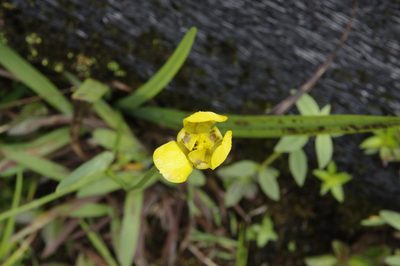 Trimezia martinicensis, photographed by Eric Knight