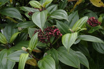 Miconia corymbosa, photographed by Eric Knight