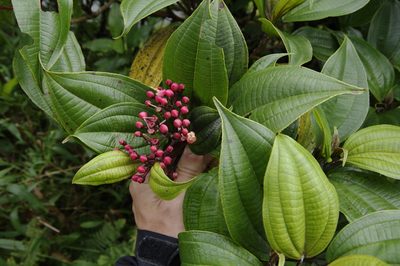Miconia corymbosa, photographed by Eric Knight