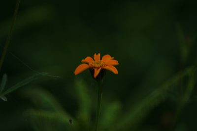 Dyssodia tagetiflora, photographed by Luis F. Ramírez