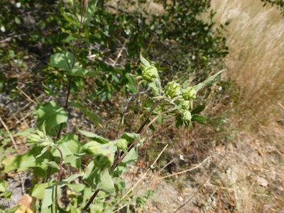 Aldama cordifolia, photographed by Alexis López Hernández