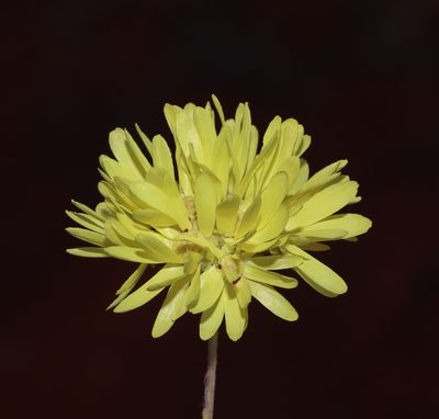 Cephalipterum drummondii, photographed by T. Hammer