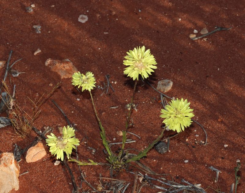 Cephalipterum drummondii, photographed by T. Hammer