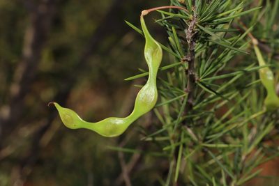 Acacia tetragonophylla, photographed by T. Hammer