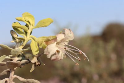 Eremophila forrestii, photographed by T. Hammer