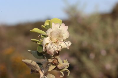 Eremophila forrestii, photographed by T. Hammer