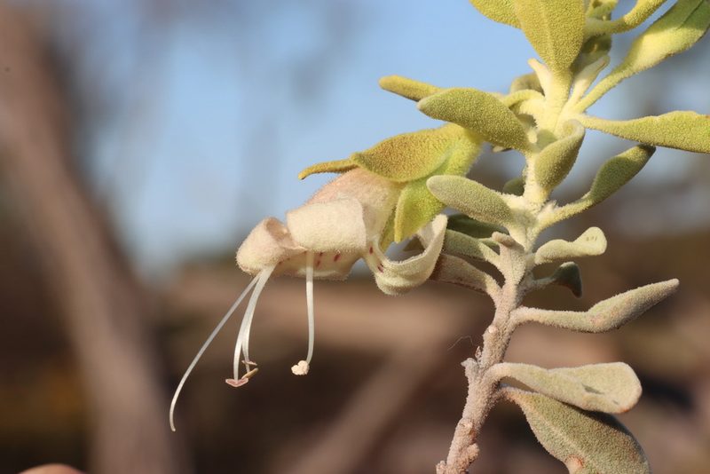 Eremophila forrestii, photographed by T. Hammer