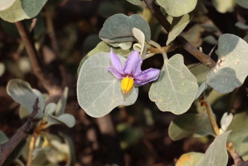 Solanum orbiculatum, photographed by T. Hammer