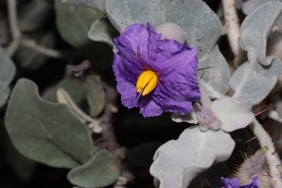 Solanum lasiophyllum, photographed by T. Hammer