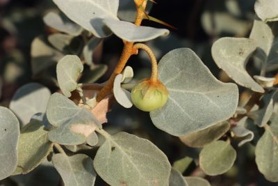 Solanum orbiculatum, photographed by T. Hammer