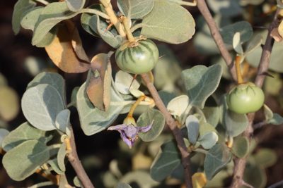Solanum orbiculatum, photographed by T. Hammer
