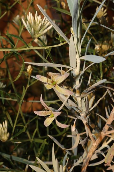 Eremophila maitlandii, photographed by T. Hammer