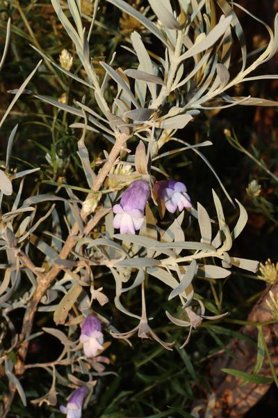 Eremophila maitlandii, photographed by T. Hammer