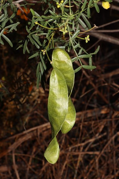Senna glutinosa, photographed by T. Hammer