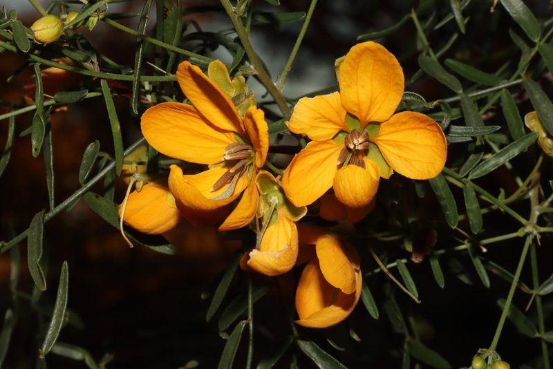 Senna glutinosa, photographed by T. Hammer
