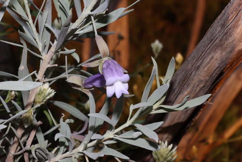 Eremophila maitlandii, photographed by T. Hammer