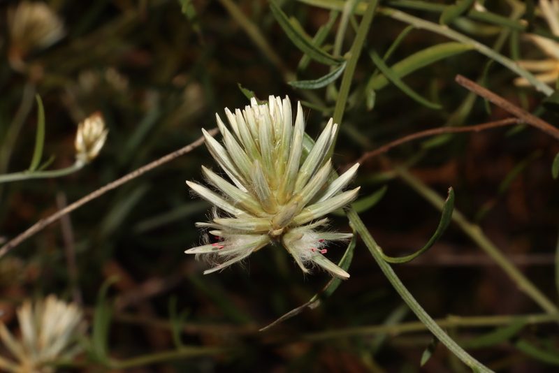 Ptilotus divaricatus, photographed by T. Hammer