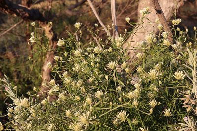 Ptilotus divaricatus, photographed by T. Hammer