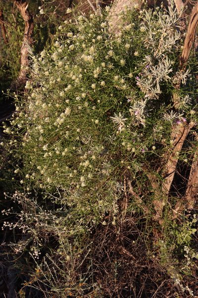 Ptilotus divaricatus, photographed by T. Hammer