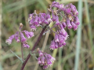 Senecio callosus, photographed by Jean-Paul Boerekamps