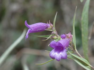Penstemon gentianoides, photographed by Jean-Paul Boerekamps