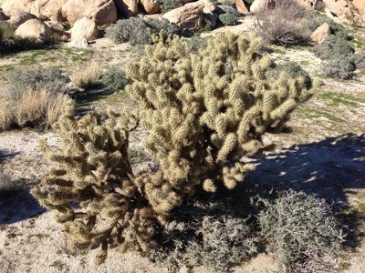 Cylindropuntia wolfii, photographed by Adam J. Searcy