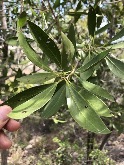 Denhamia disperma, photographed by elawrey