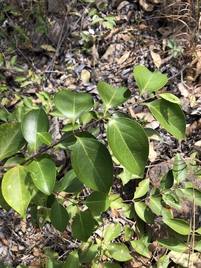 Jasminum simplicifolium, photographed by elawrey