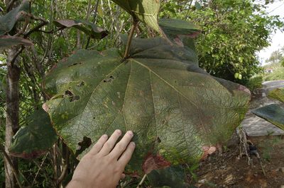Coccoloba pubescens, photographed by Eric Knight