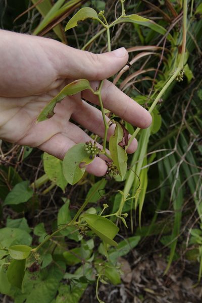 Smilax guianensis, photographed by Eric Knight