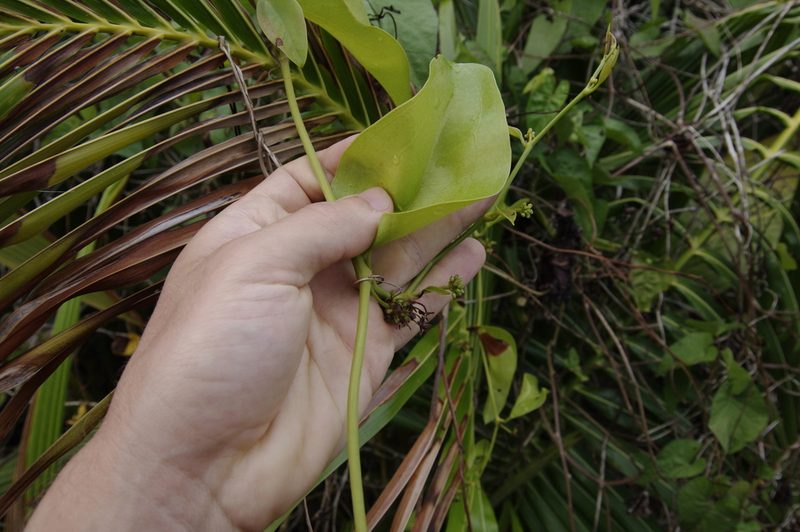 Smilax guianensis, photographed by Eric Knight