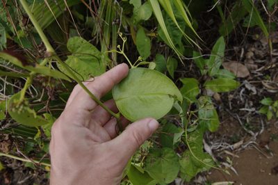 Smilax guianensis, photographed by Eric Knight