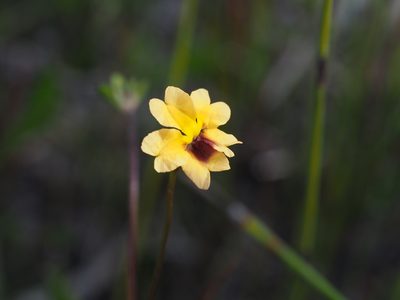 Goodenia trinervis, photographed by Brett Coulstock