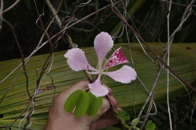 Bauhinia monandra, photographed by Eric Knight