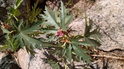 Jatropha macrorhiza, photographed by Miguel Grageda