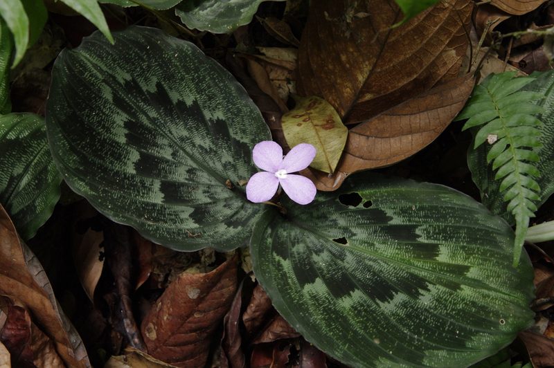 Kaempferia pulchra, photographed by Eric Knight