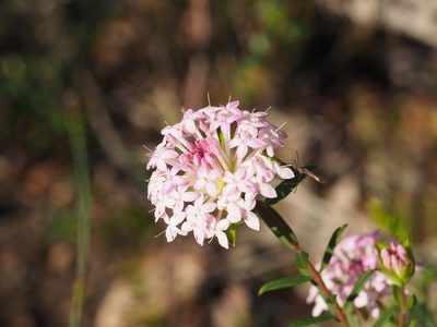 Pimelea rosea, photographed by Brett Coulstock