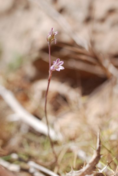 Allium parciflorum, photographed by Quentin Groom