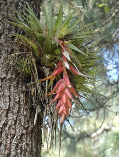 Tillandsia violacea, photographed by Jean-Paul Boerekamps