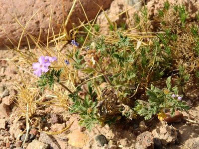 Verbena mendocina, photographed by Guillermo Debandi
