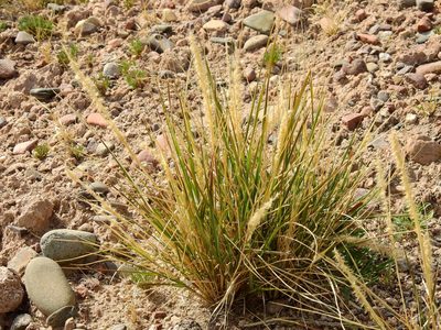 Pappophorum philippianum, photographed by Guillermo Debandi