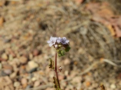 Phacelia pinnatifida, photographed by Guillermo Debandi