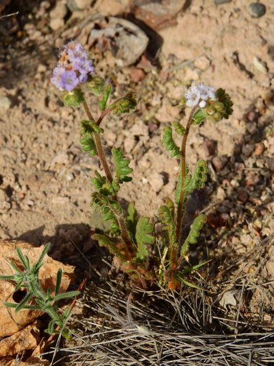 Phacelia pinnatifida, photographed by Guillermo Debandi