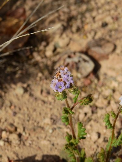 Phacelia pinnatifida, photographed by Guillermo Debandi